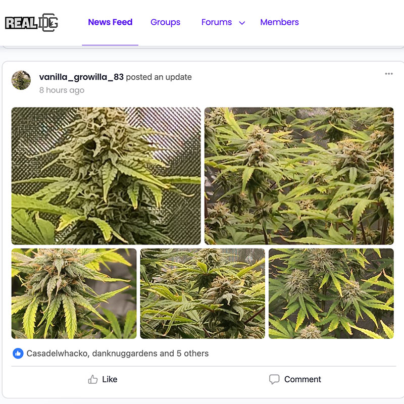 Real DGC Social Media