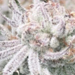 Profile photo of FrankefigsNY42