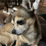 Profile photo of Scrog_Dog