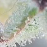 Profile photo of SowReapRepeat