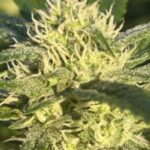 Profile photo of MOganja