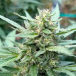 Profile photo of MOganja