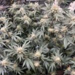 Profile photo of magic-grows
