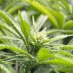 Profile photo of wake-n-bake