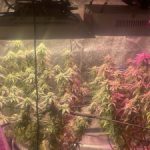 Profile photo of TheKushyMonster