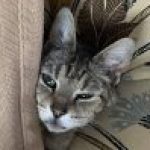 Profile photo of moon-do