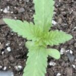 Profile photo of Donkey_Toes_Grows