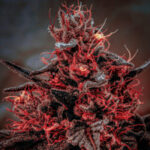 Profile photo of G13
