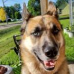 Profile photo of MyDogYogi